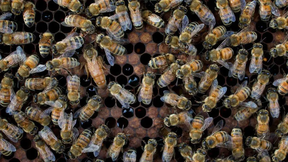 abejas