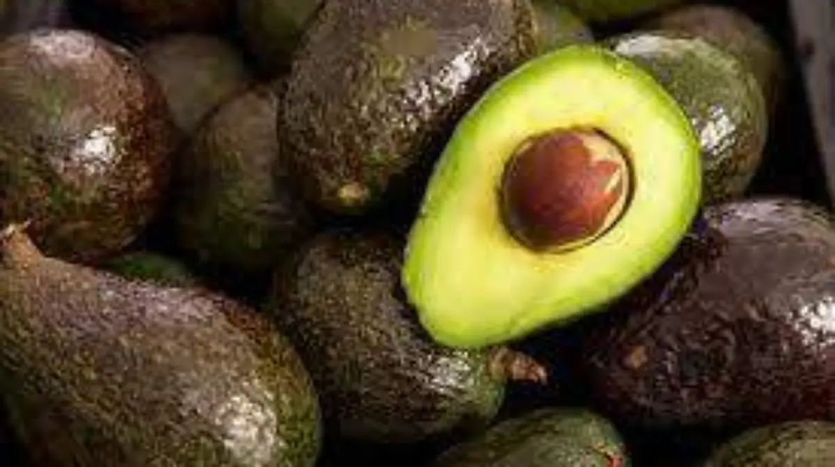 aguacate 3