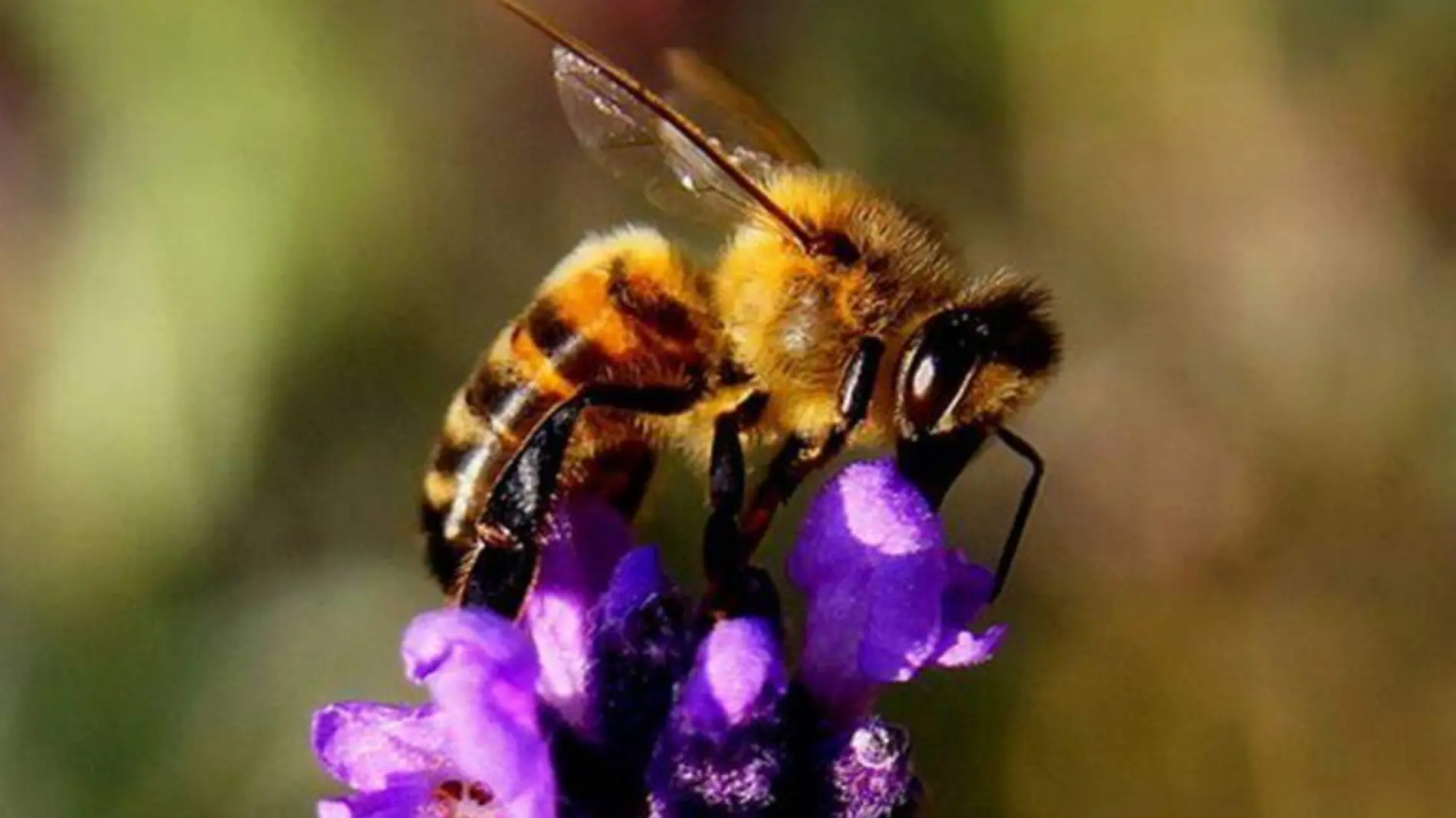 abeja