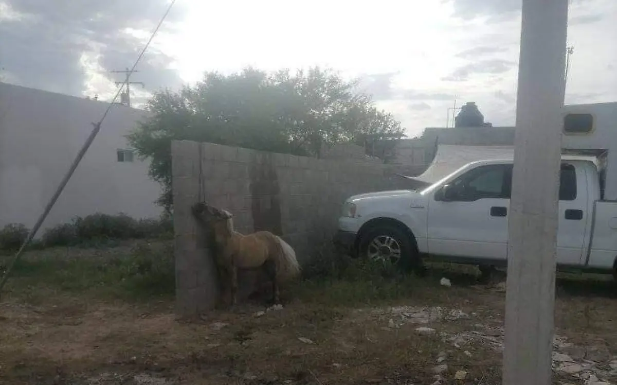 caballo