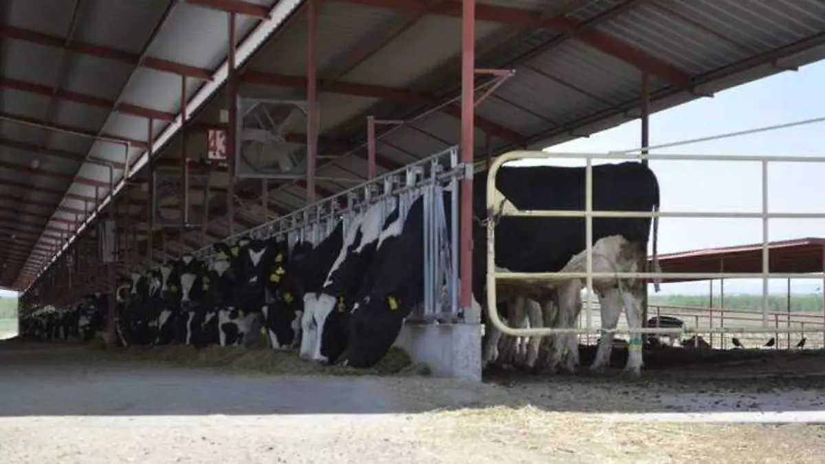 LECHE 2 archivo oem
