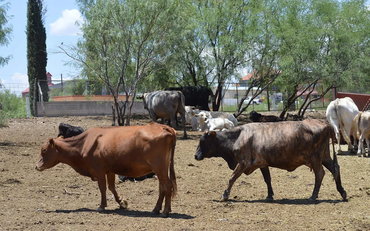 pastizales 5 nota de javier