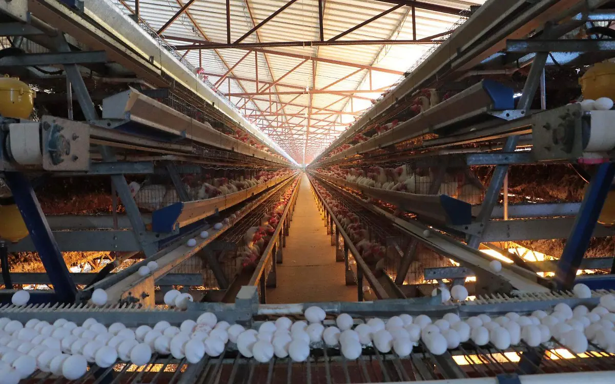 influenza foto cortesia senasica