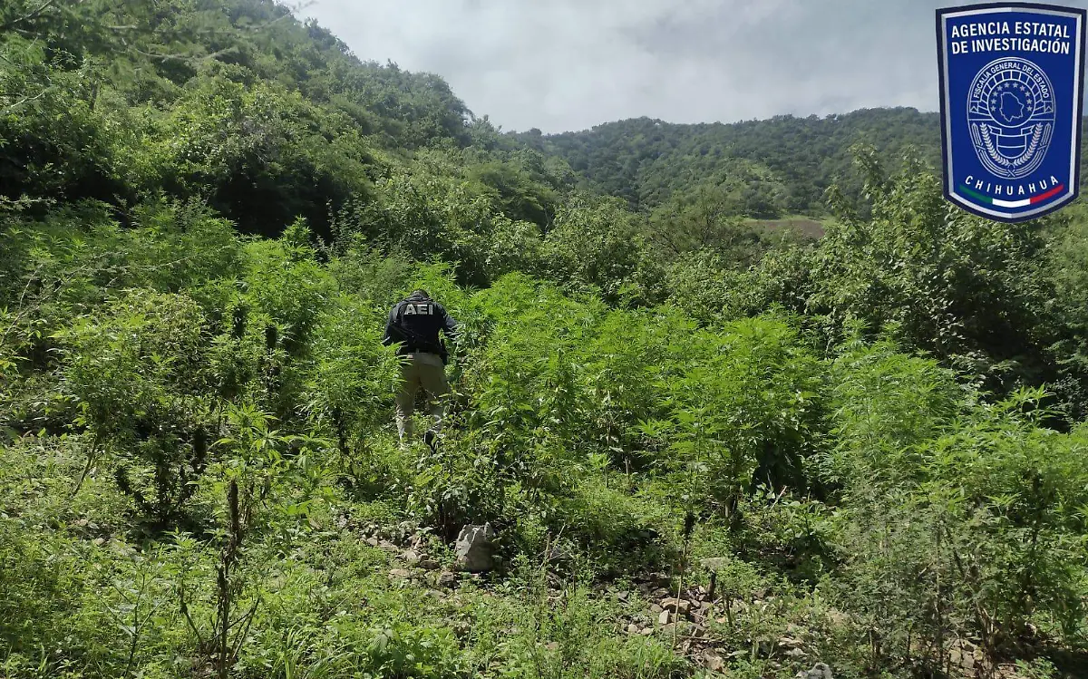 plantío 1