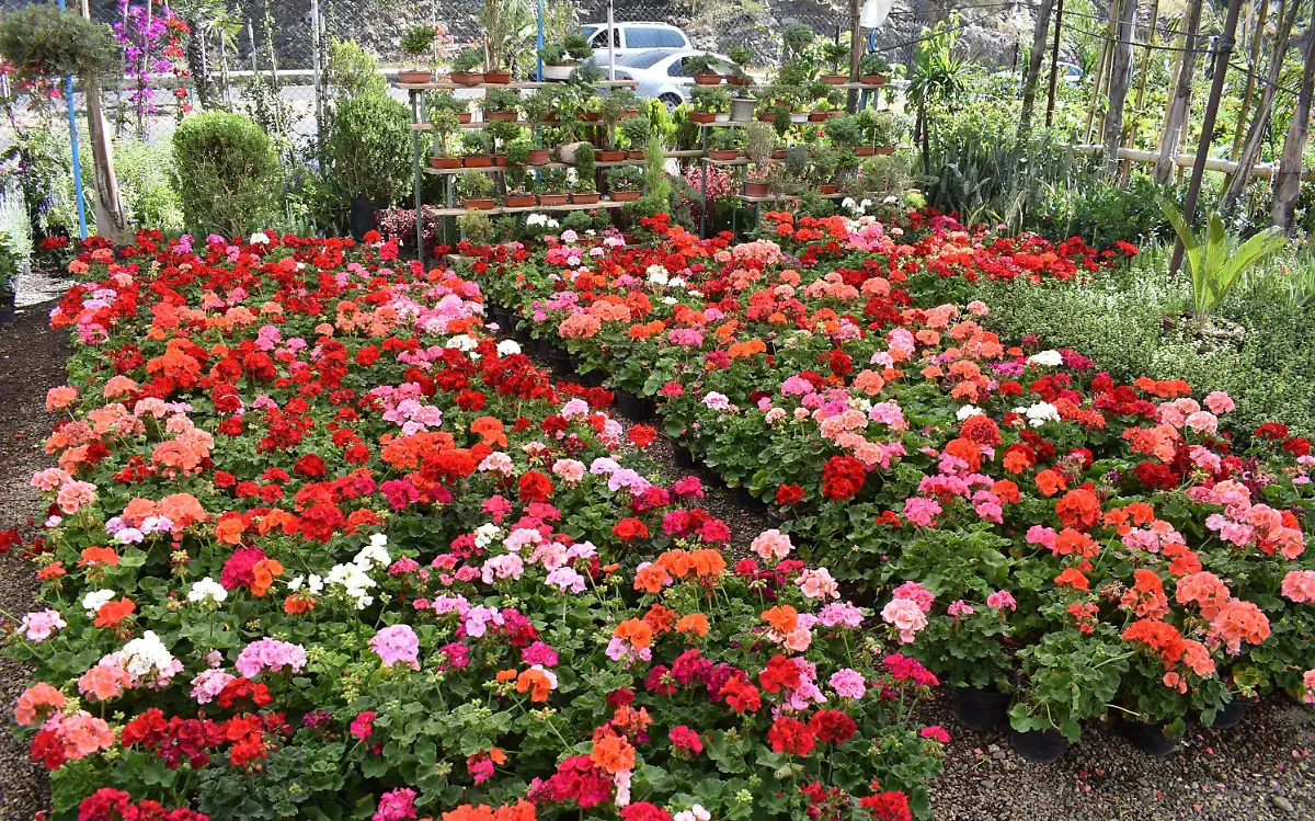 plantas 6 nota y foto de javier