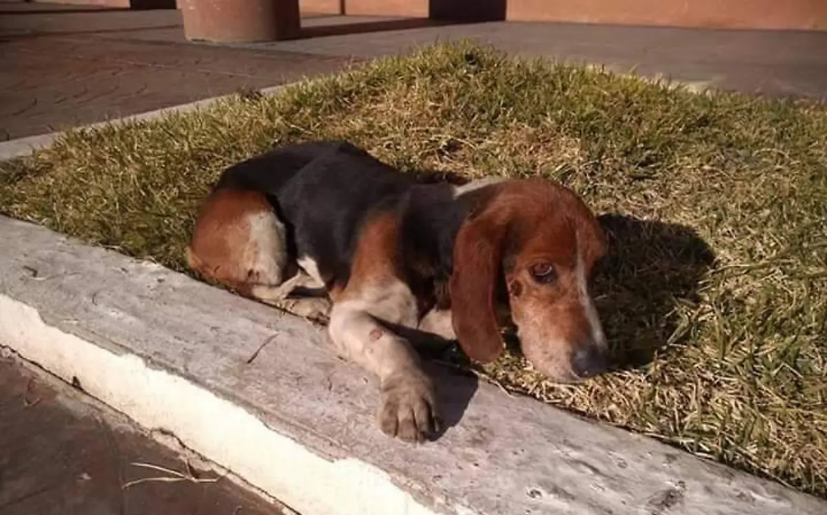 RECUPERANDO 2 EL SOL DE PARRAL