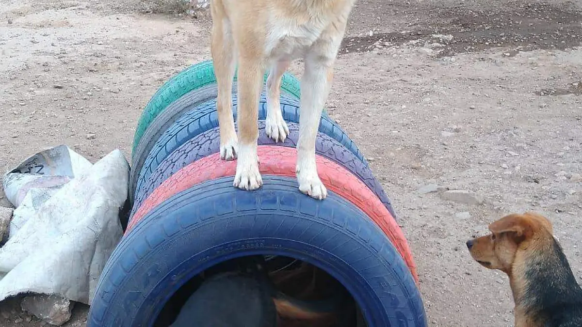 ESCUADRON CORTESIA ESCUADRON CANINO MATAMOROS (2)