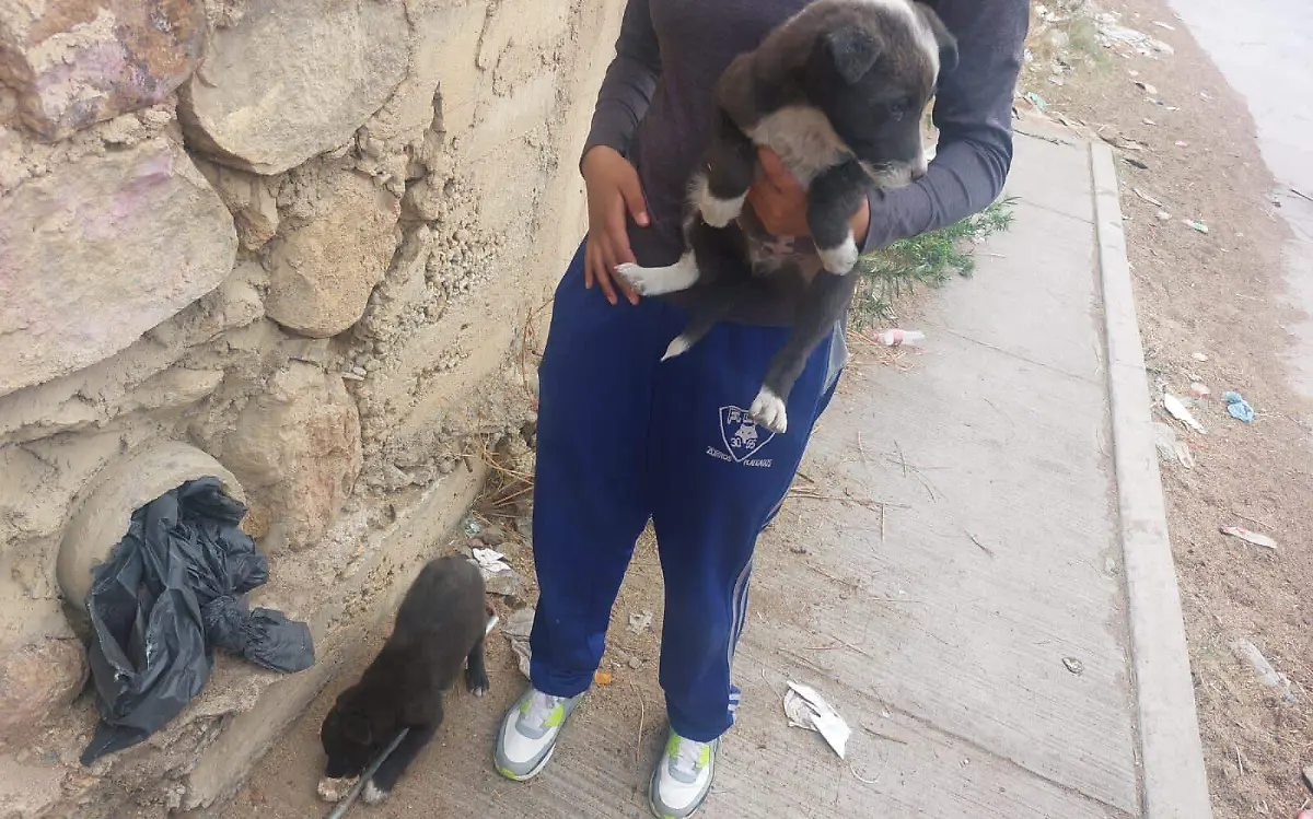 perritos rescatados