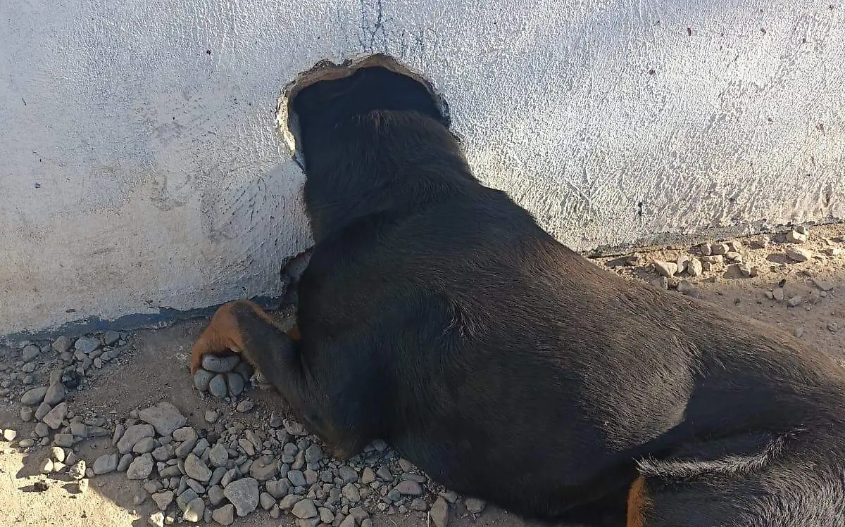 perrito 1