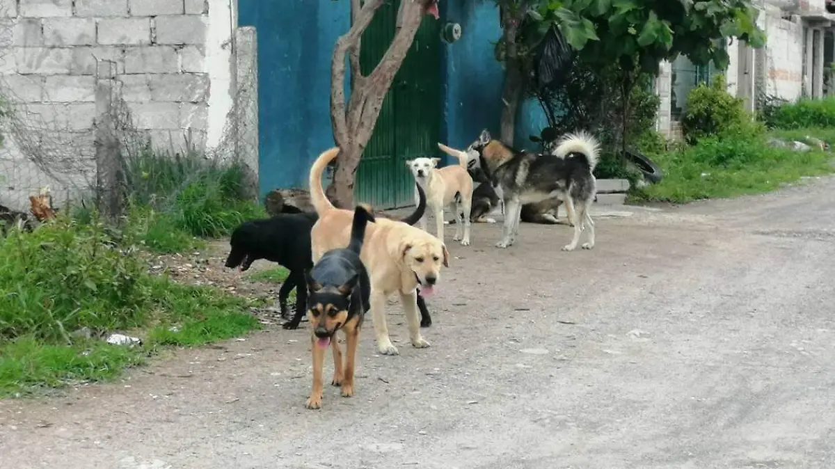 perros