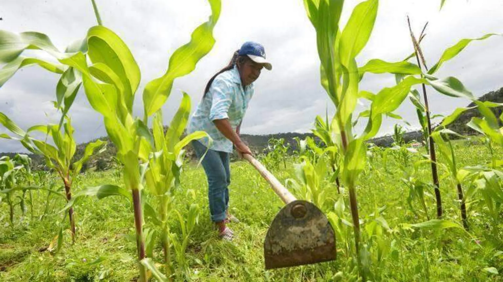 Agricultura-1