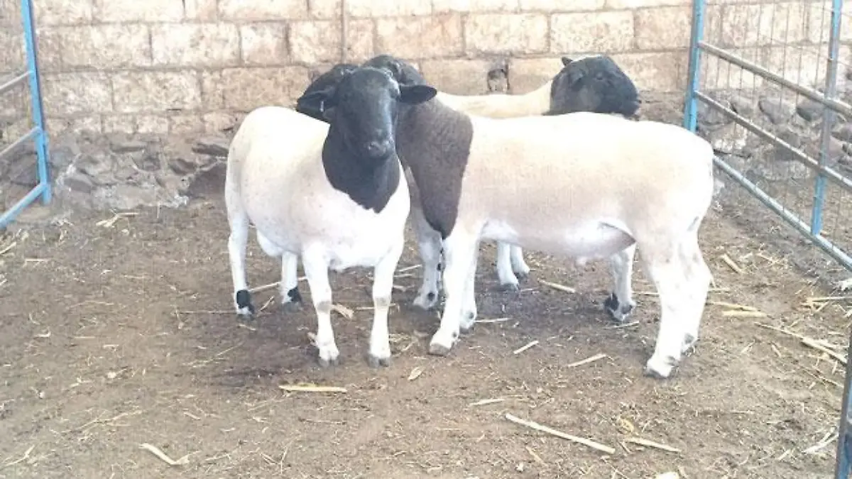 WEB-BORREGOS-DORPER-WEB