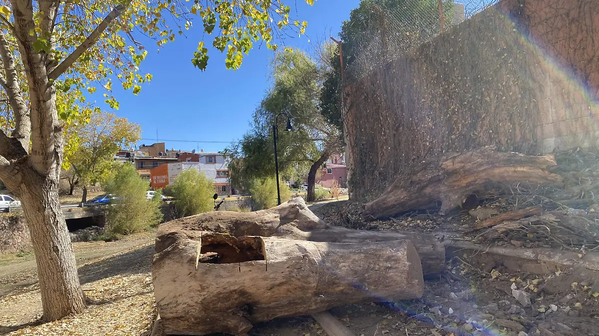 Árboles que fueron retirados de Villa Blanquita 2