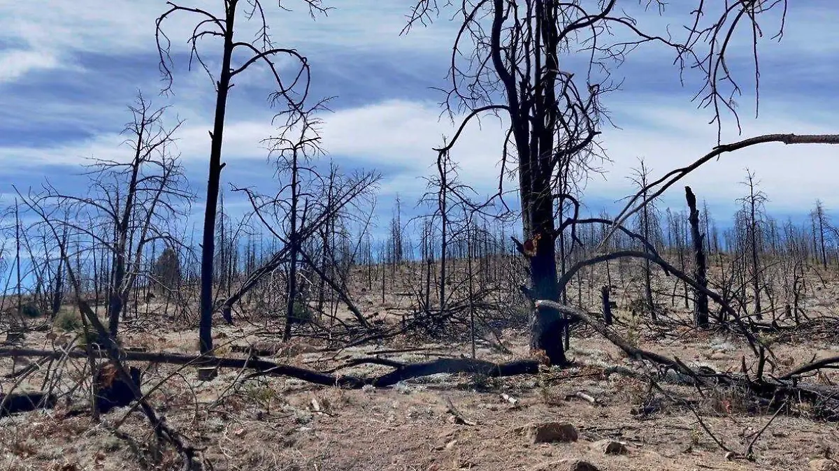 Bosque de la sierra tarahumara siniestrado