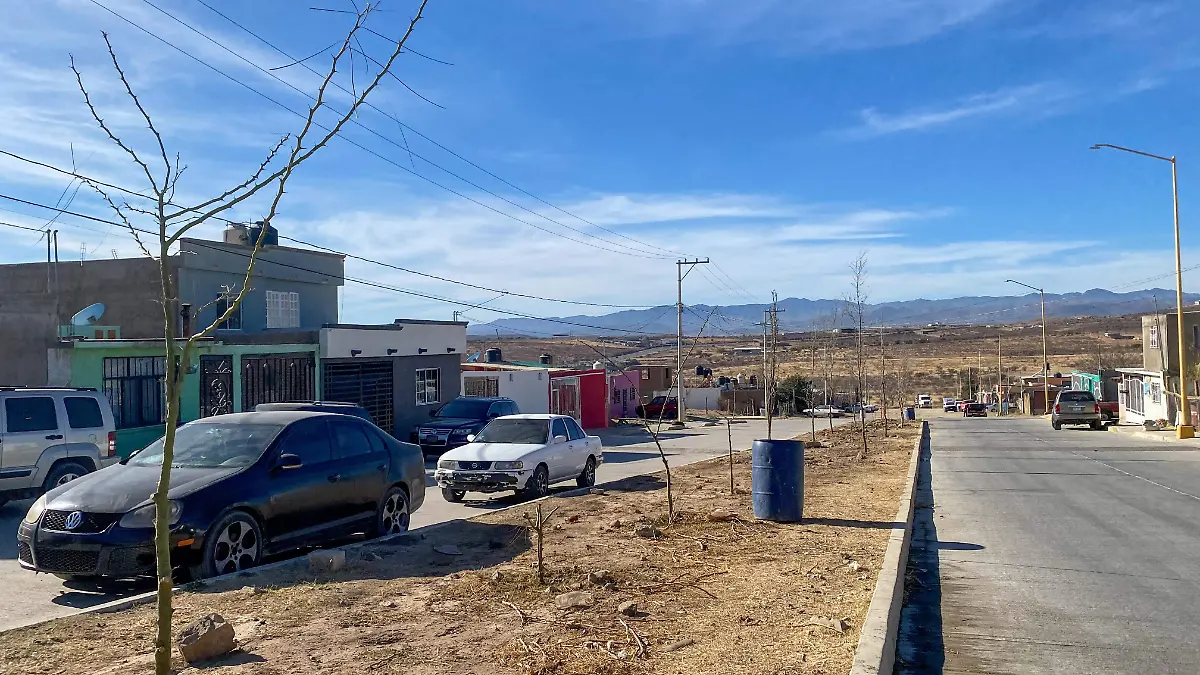 Árboles del camellón de la colonia Parral Vive 2