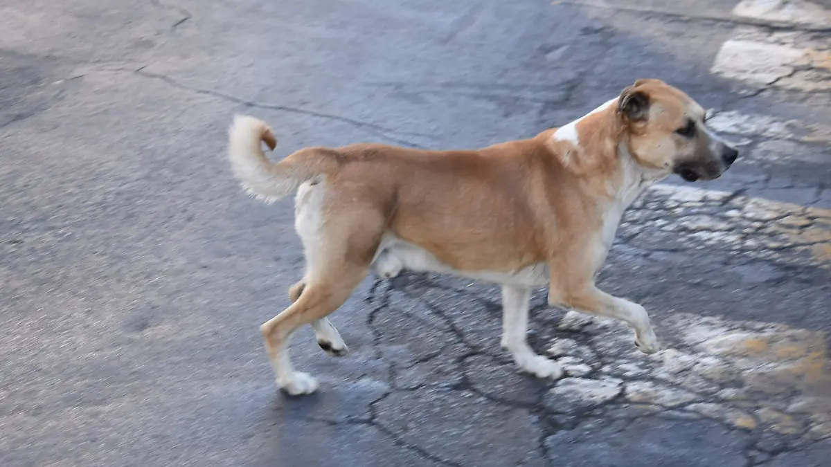 mordeduras 3 se tiene un reporte de 40 mordeduras en el 2024 