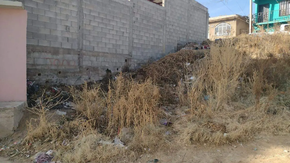 Maleza en el arroyo ubicado en la calle Paricutín de la colonia Montañas