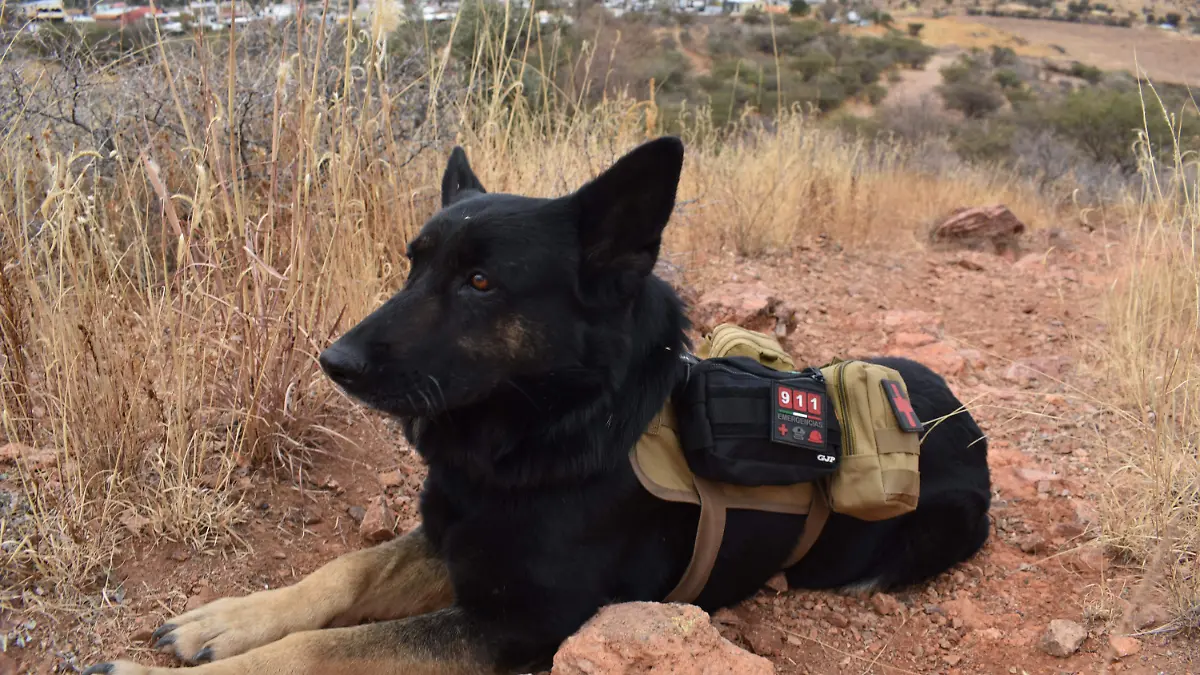 África 2 perrita que ayuda en el rescate de personas 
