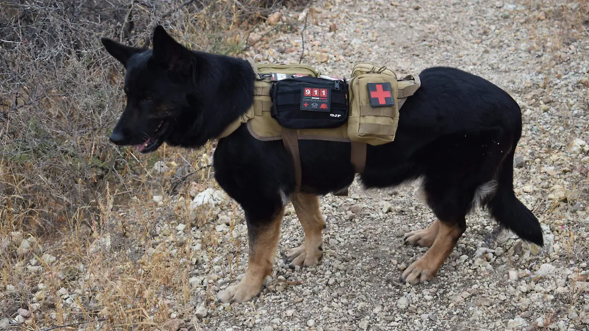 África 3 perrita que ayuda en el rescate de personas 