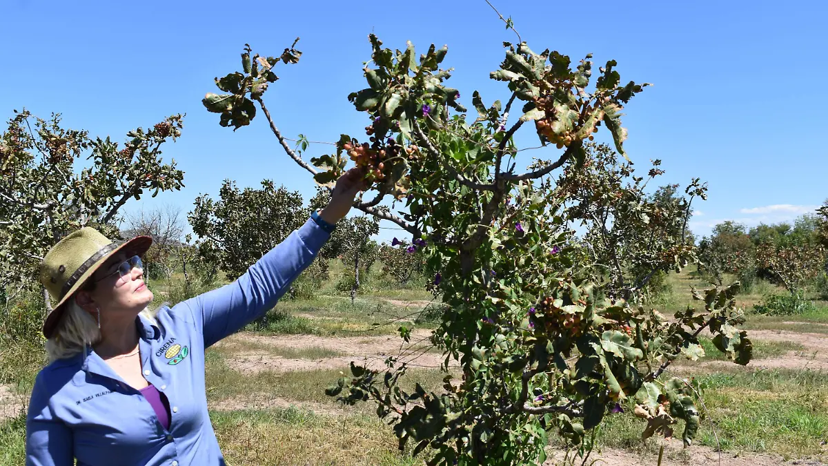 pistache 2 El pistache es una alternativa de cultivo 