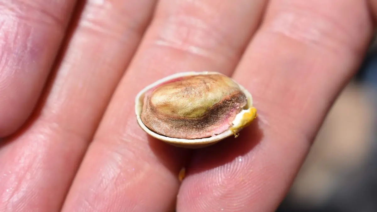 pistache 3 El pistache es una alternativa de cultivo 