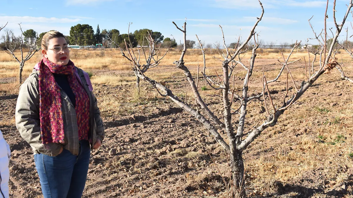pistache 6 es una alternativa de cultivo en la región sur del estado