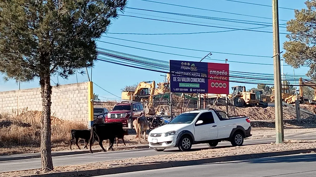 Ganado en avenida