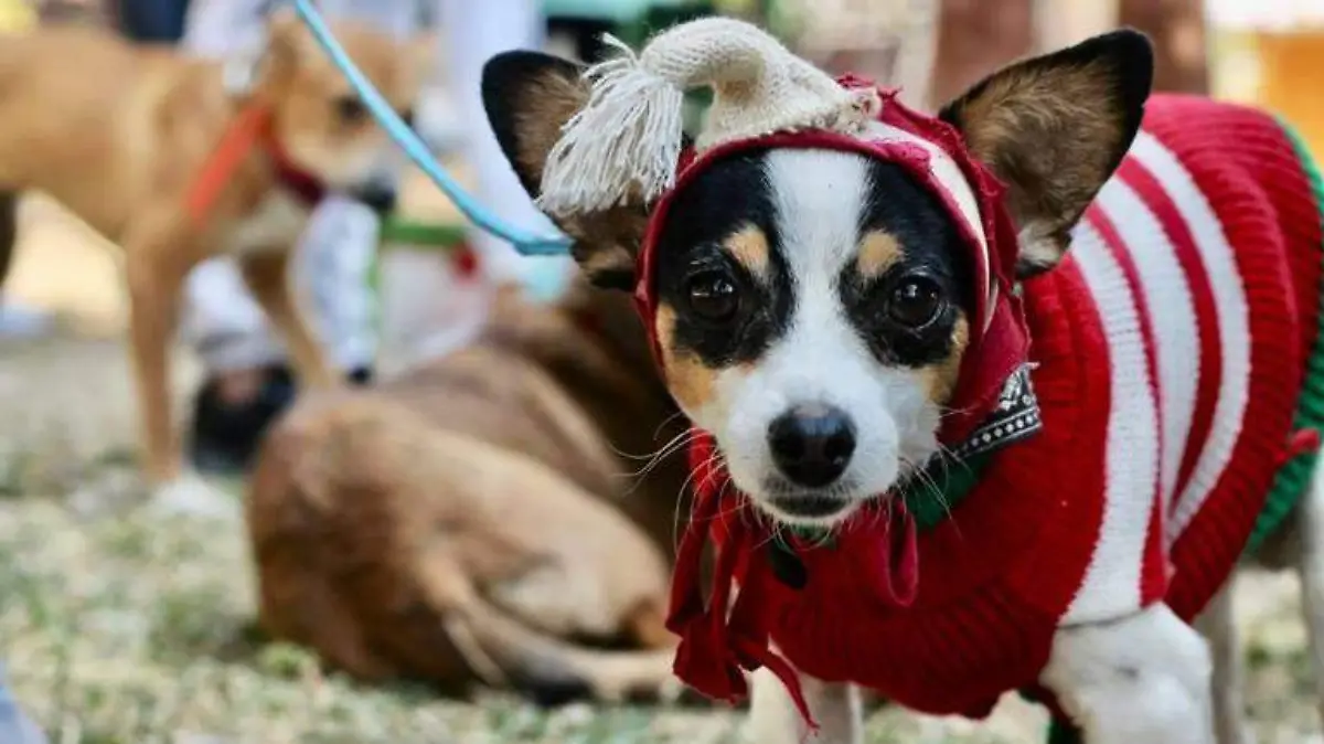 mascotas-perrito-con-sueter - oem