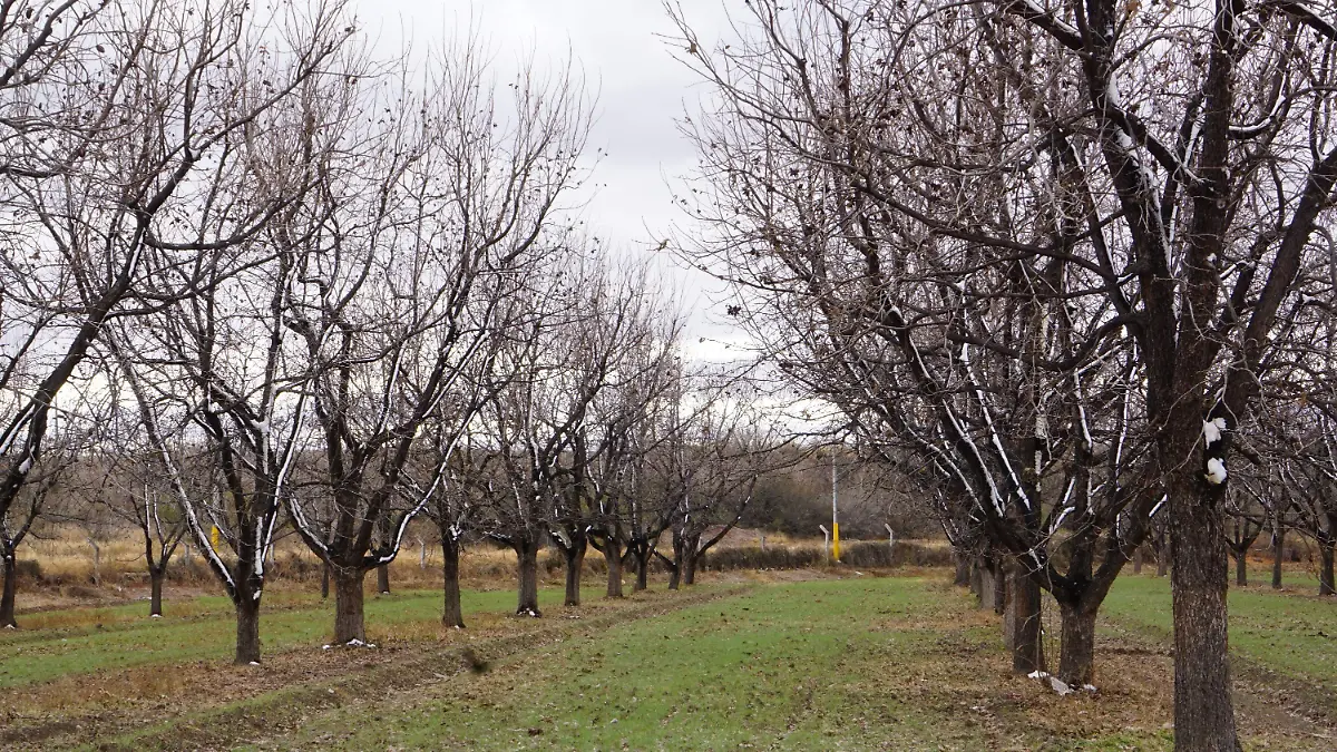 Huerta nogalera en invierno