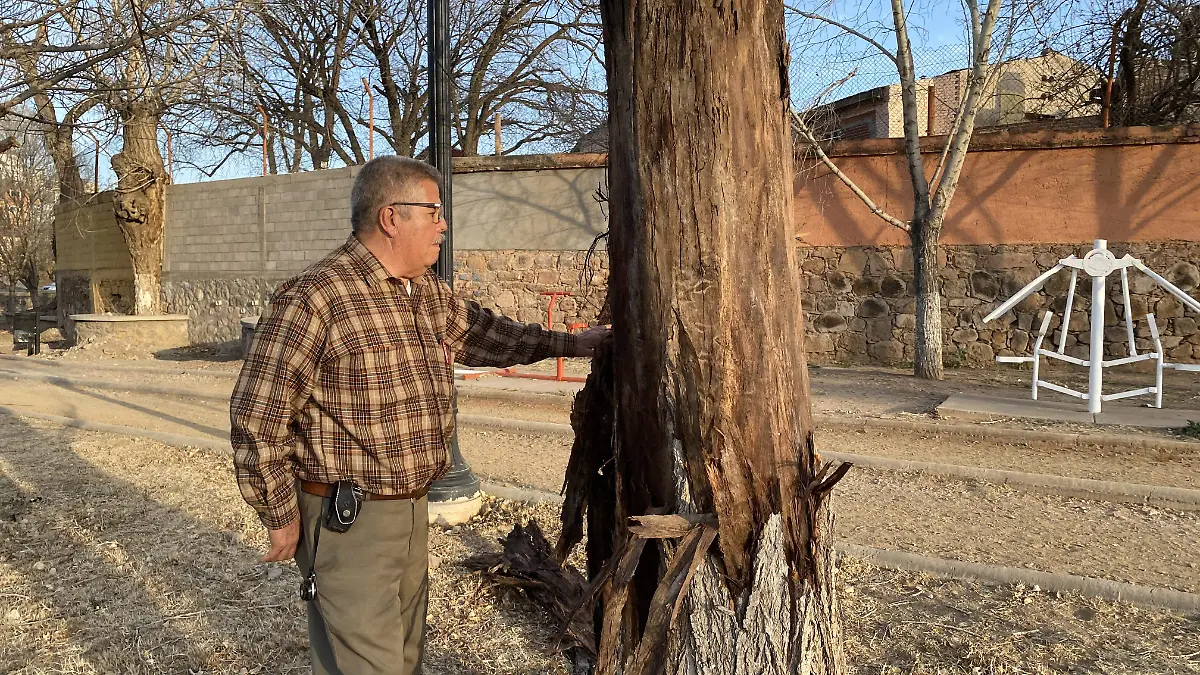 Árbol seco en parque lineal 1