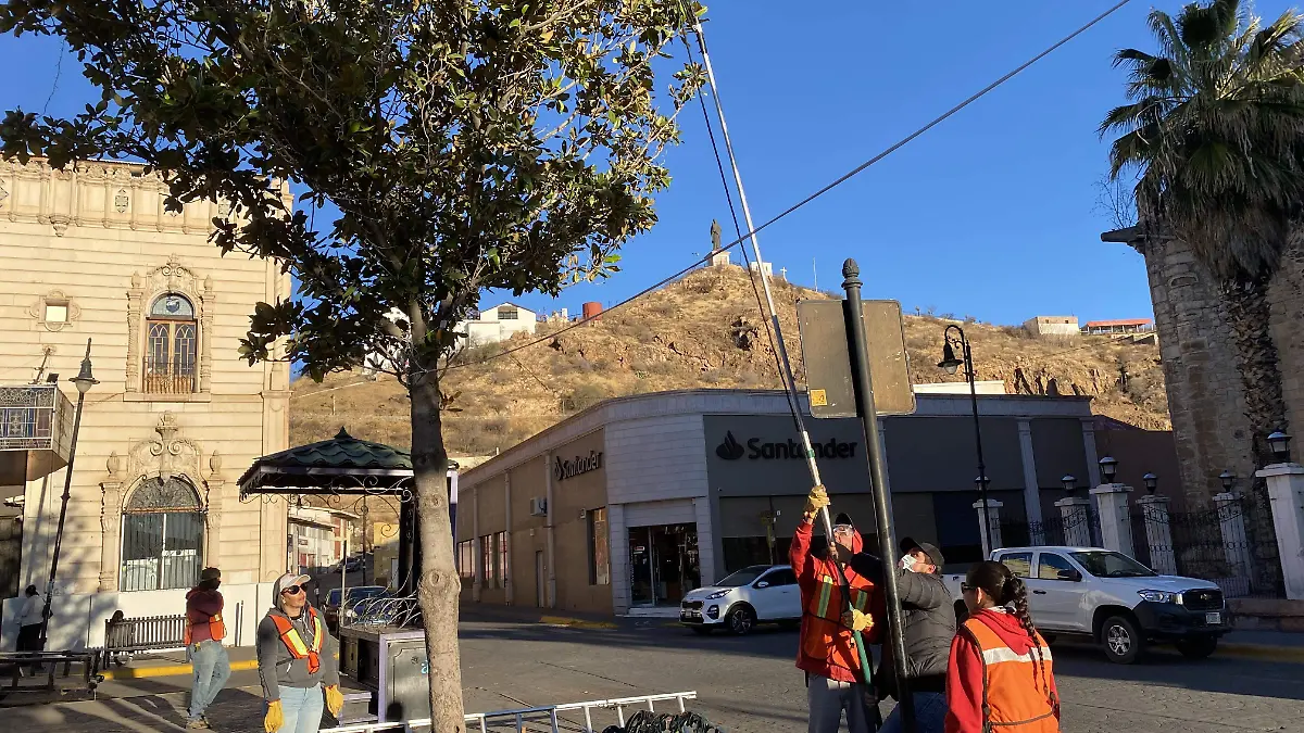 Inicio de poda de árboles en Parral 1
