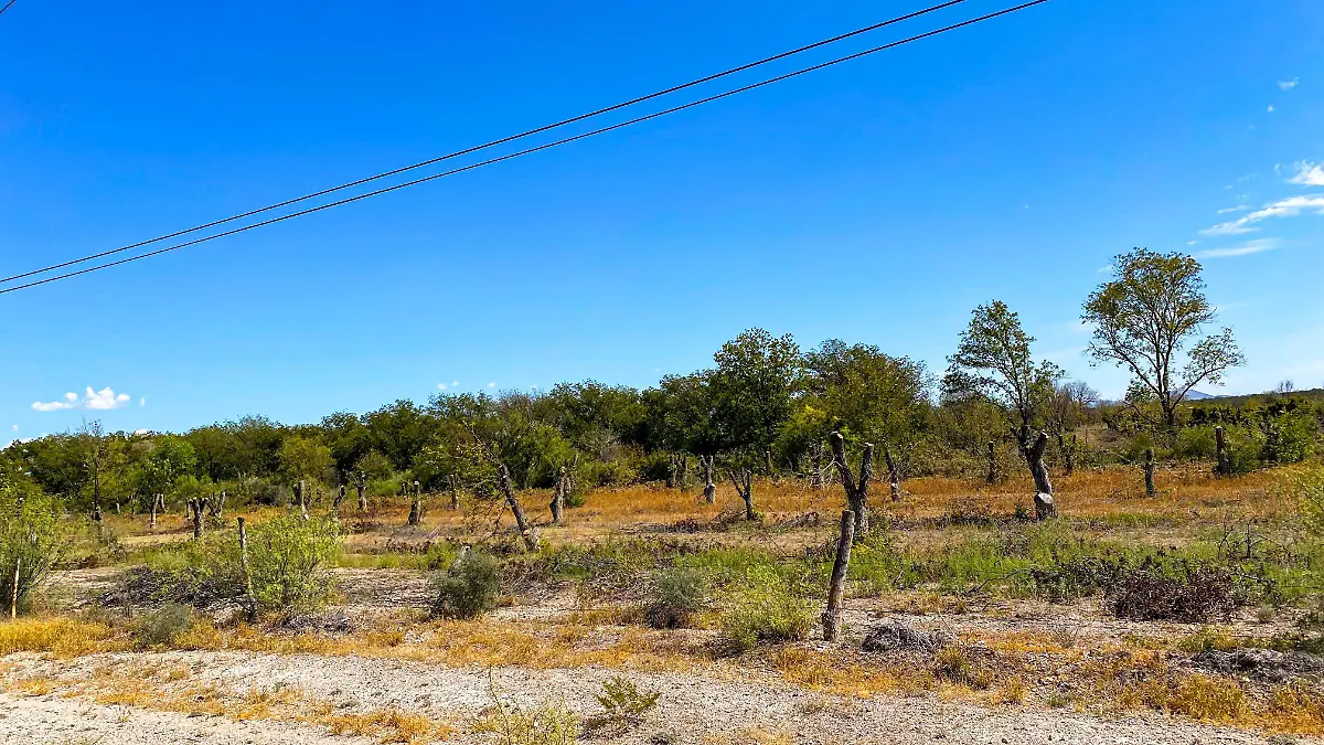 Nogaleras de Jiménez 1