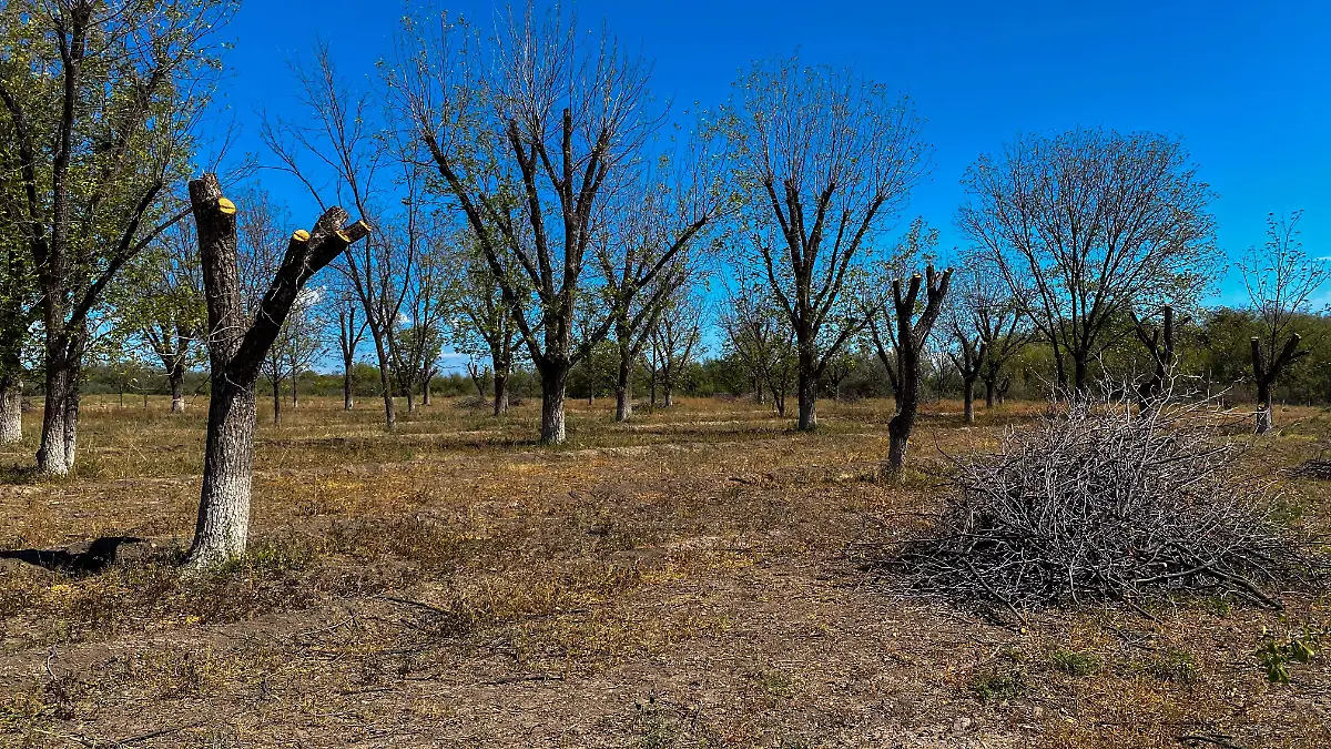 Nogaleras de Jiménez 4