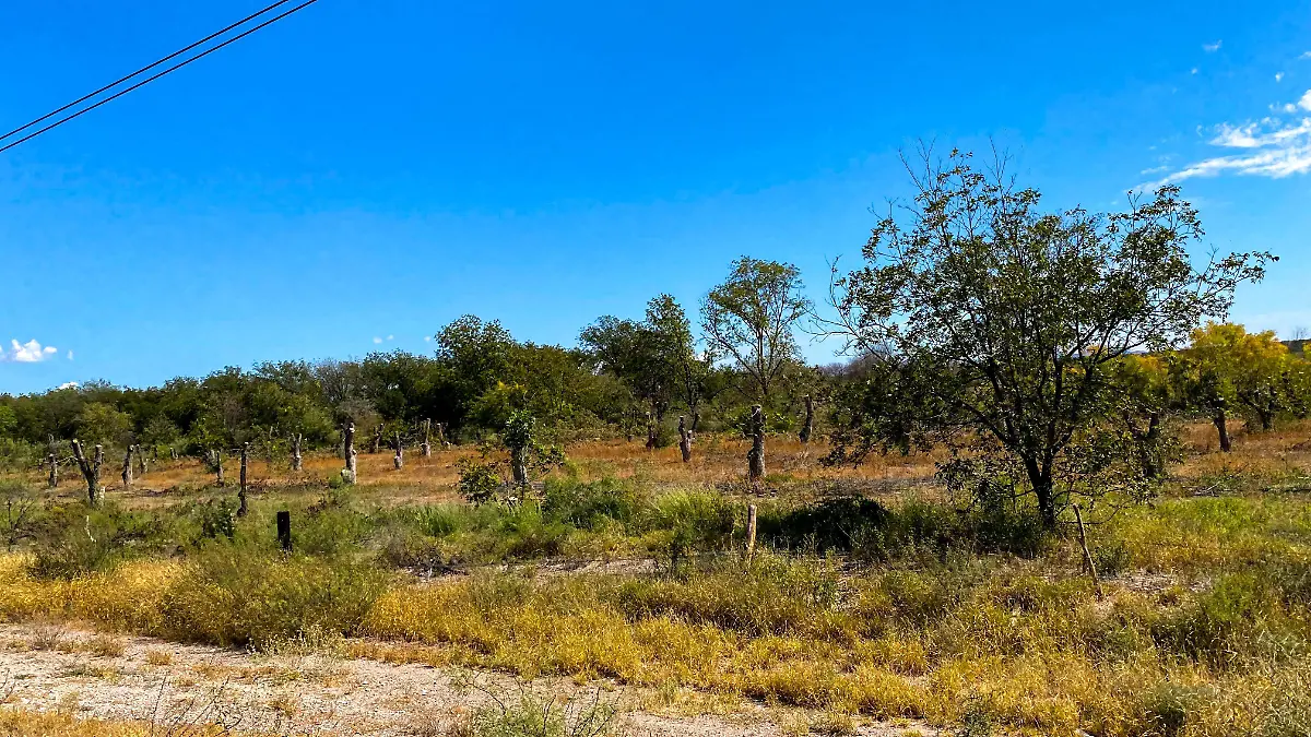 Nogaleras de Jiménez 5