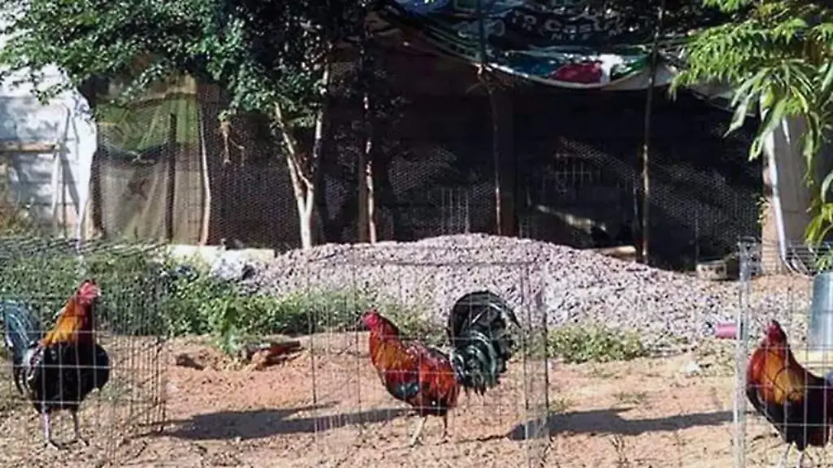animales de granja