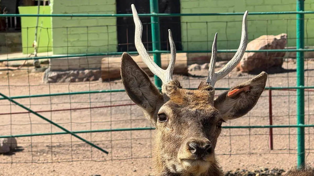 Mini Zoo de Jiménez lucha por mantenerse a flote: gastos superan los ingresos