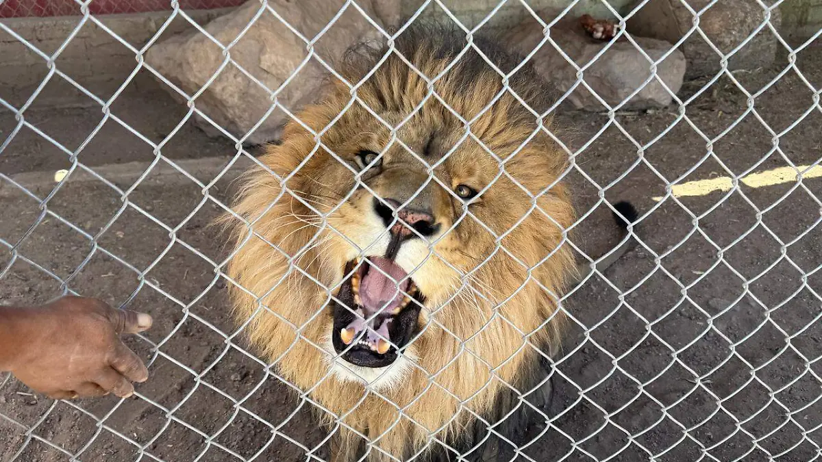Zoológico El Toluco en Jiménez