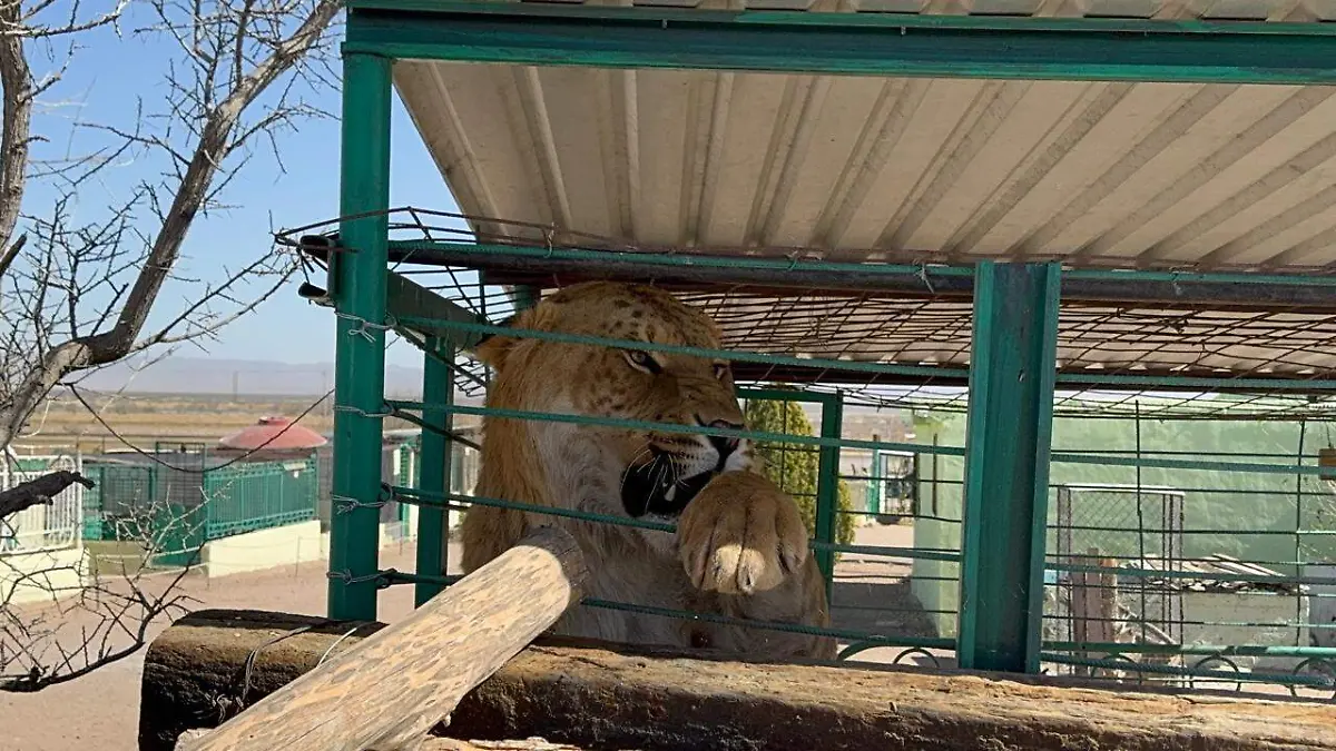 Zoológico El Toluco en Jiménez