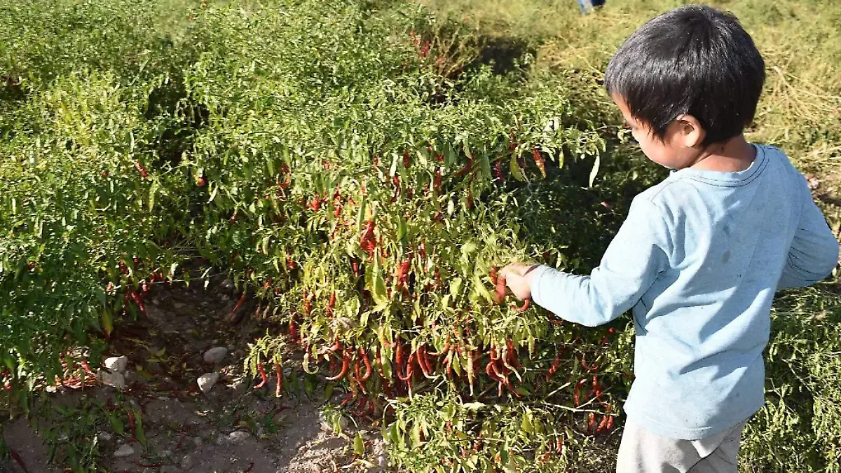 NIÑOS TRABAJANDO EN EL CAMPO