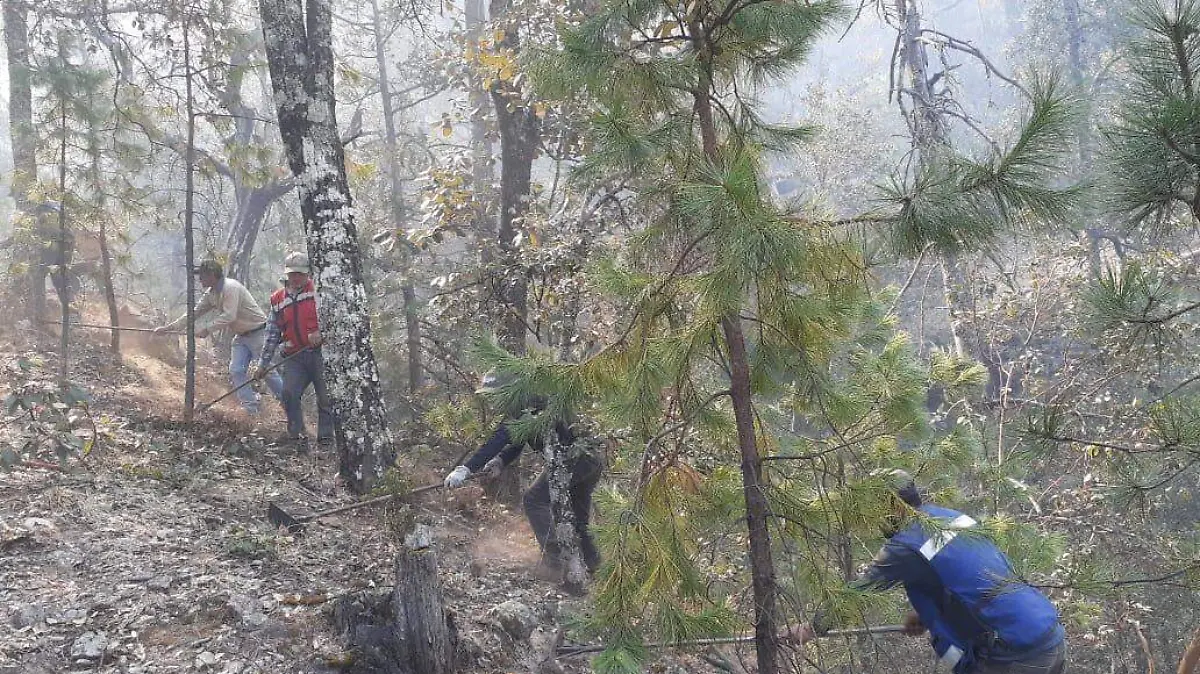 Cuadrillas trabajaban en sofocar el incendio forestal en Guadalupe y Calvo 