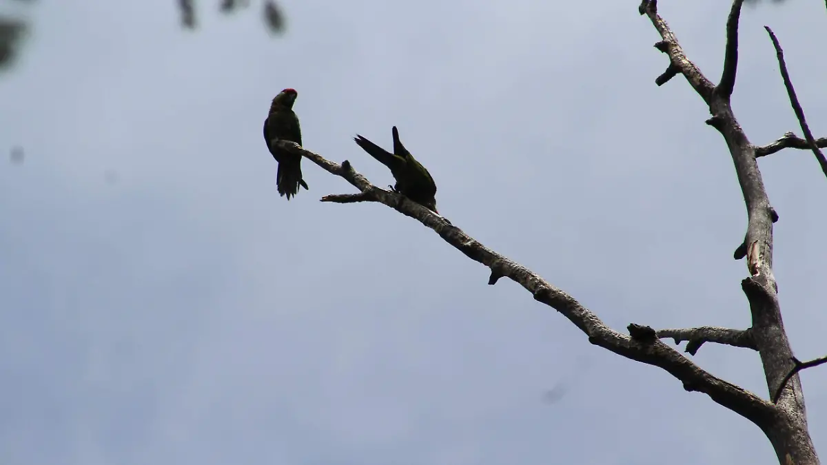 cotorra occidental conafor.jpg