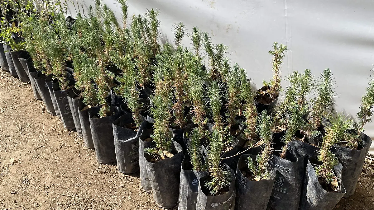 Pinos donados por parte de Gobierno del Estado para el Plan Integral de Reforestación 