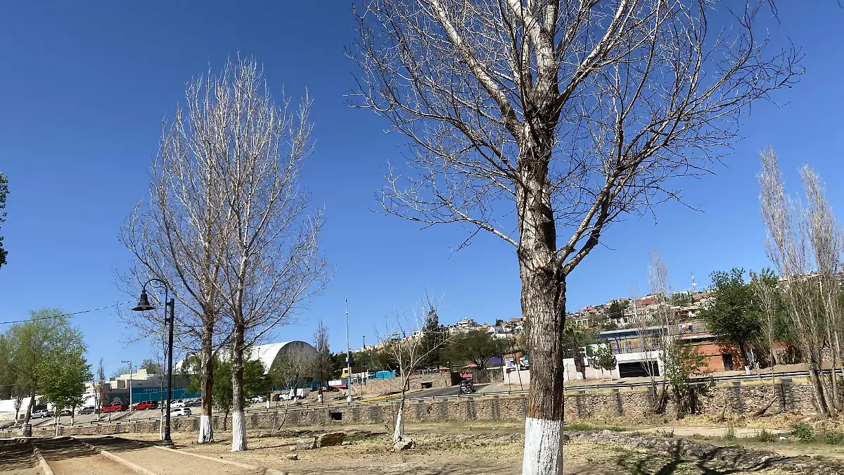 Árboles secos en parque lineal 