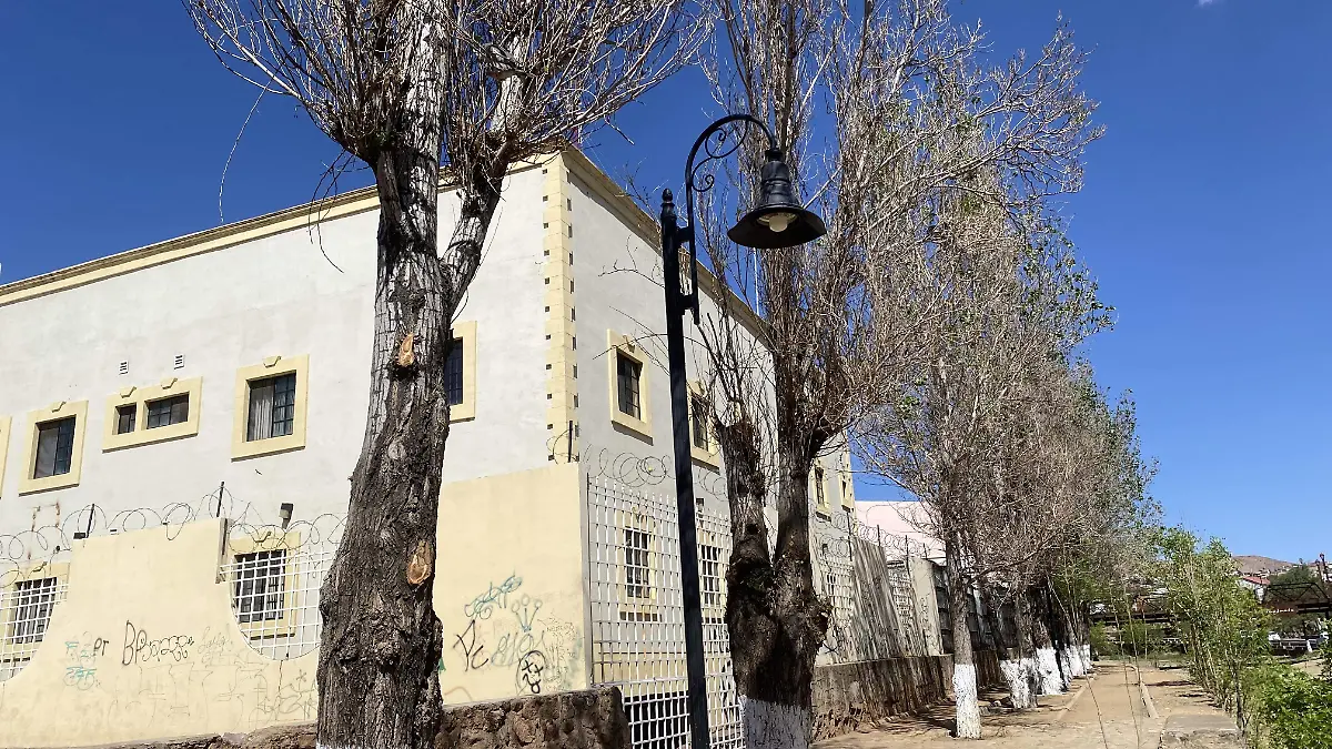 Árboles secos y enfermos 2