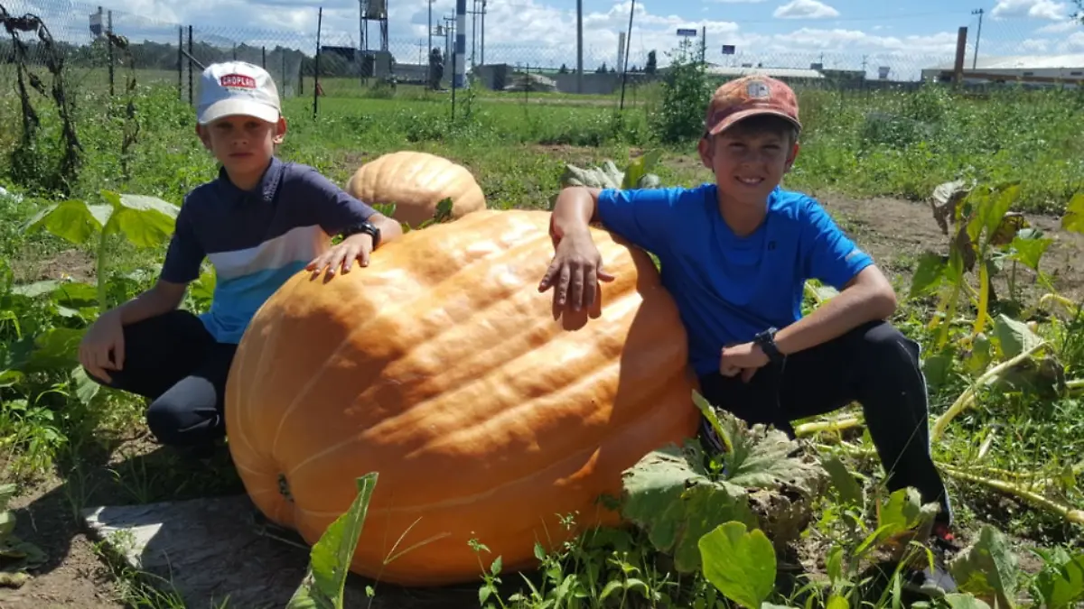FOTO ARCHIVO Algunas calabazas superan los 800 kilogramos, si es un año bueno y la semilla favorece el crecimiento
