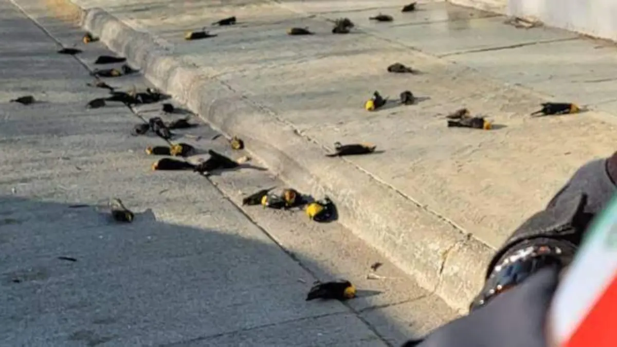 aves muertas 3