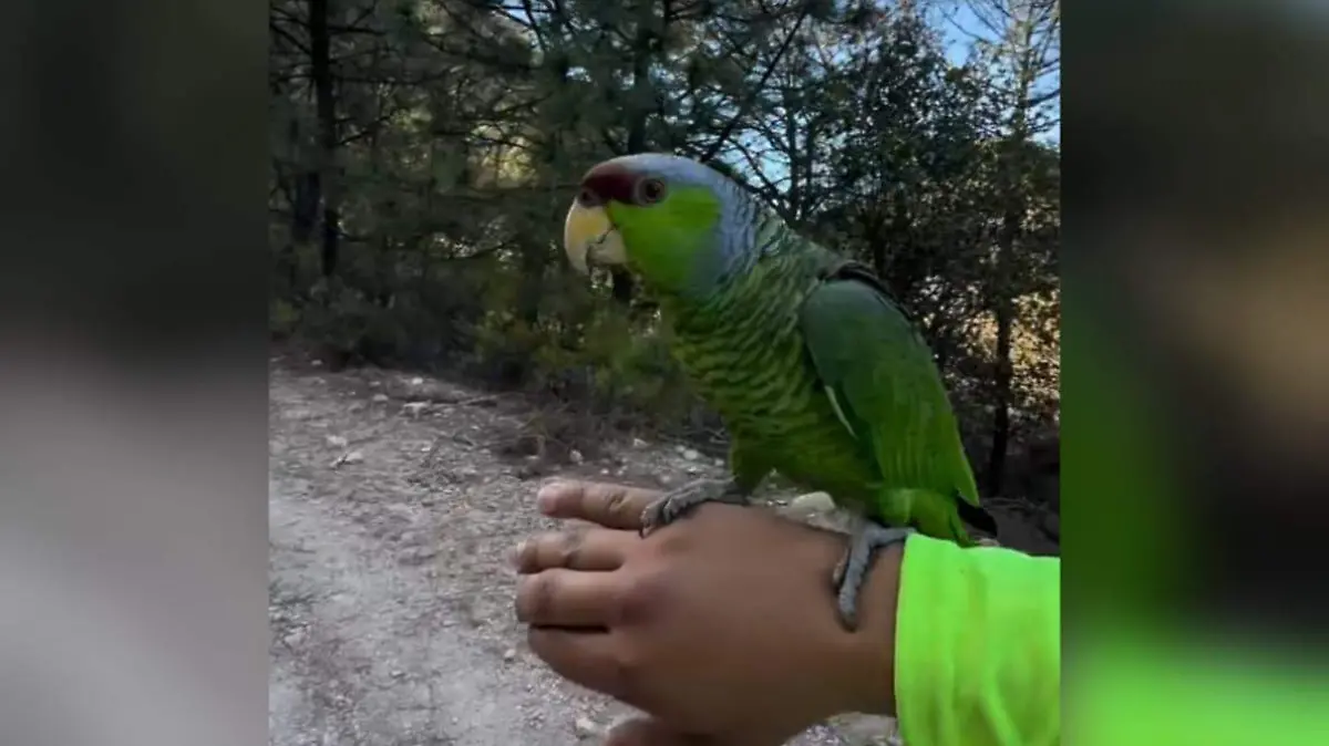 LORO 1 FACEBOOK@Chihuahuaextraordinario