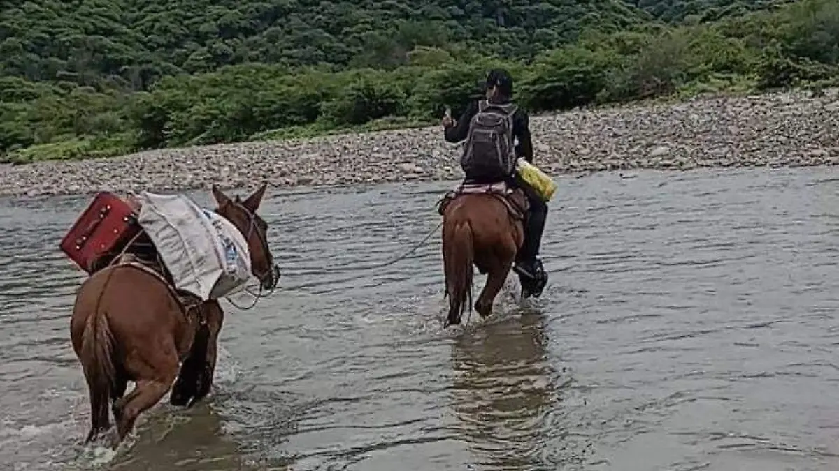 Mulas cargadas de maletas para llegar a dar clases