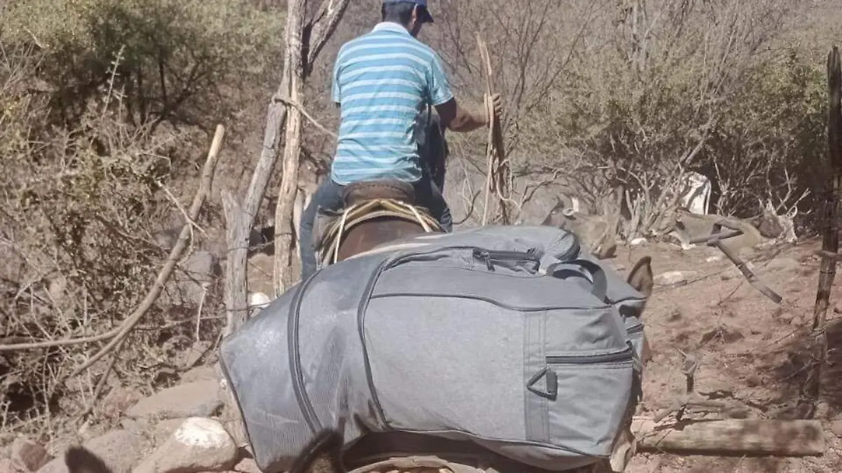 Mulas cargando maletas de maestra 