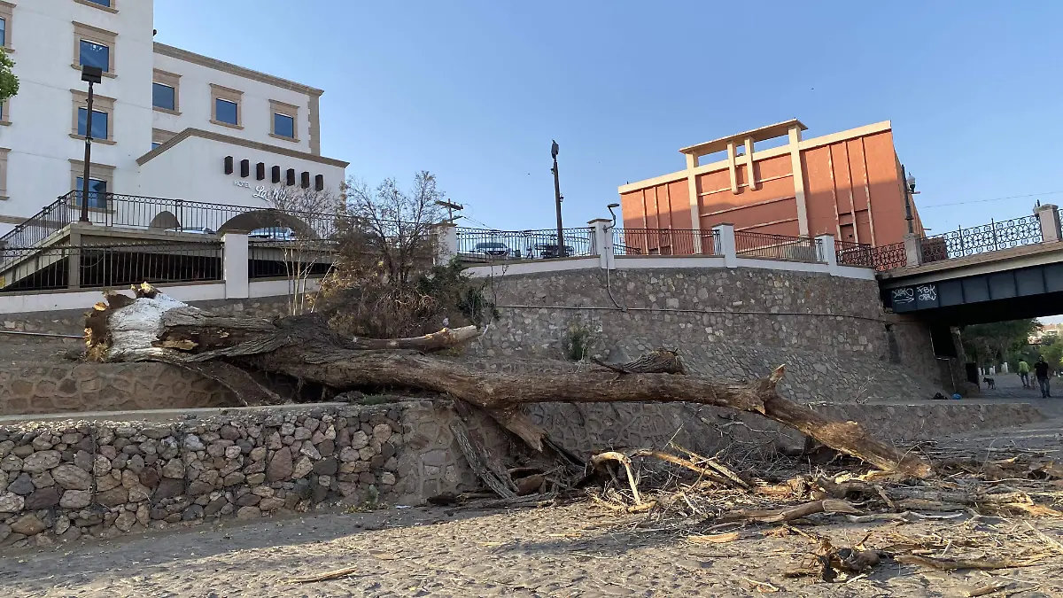 Álamo antiguo del río colapsa 